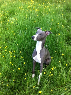the whippet