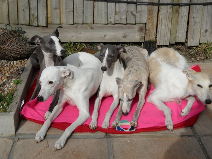 whippet size